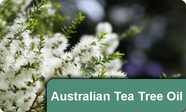 nail-refresh-australian-Tea-Tree